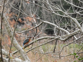 Common Kingfisher 埼玉県 Wed, 2/27/2019