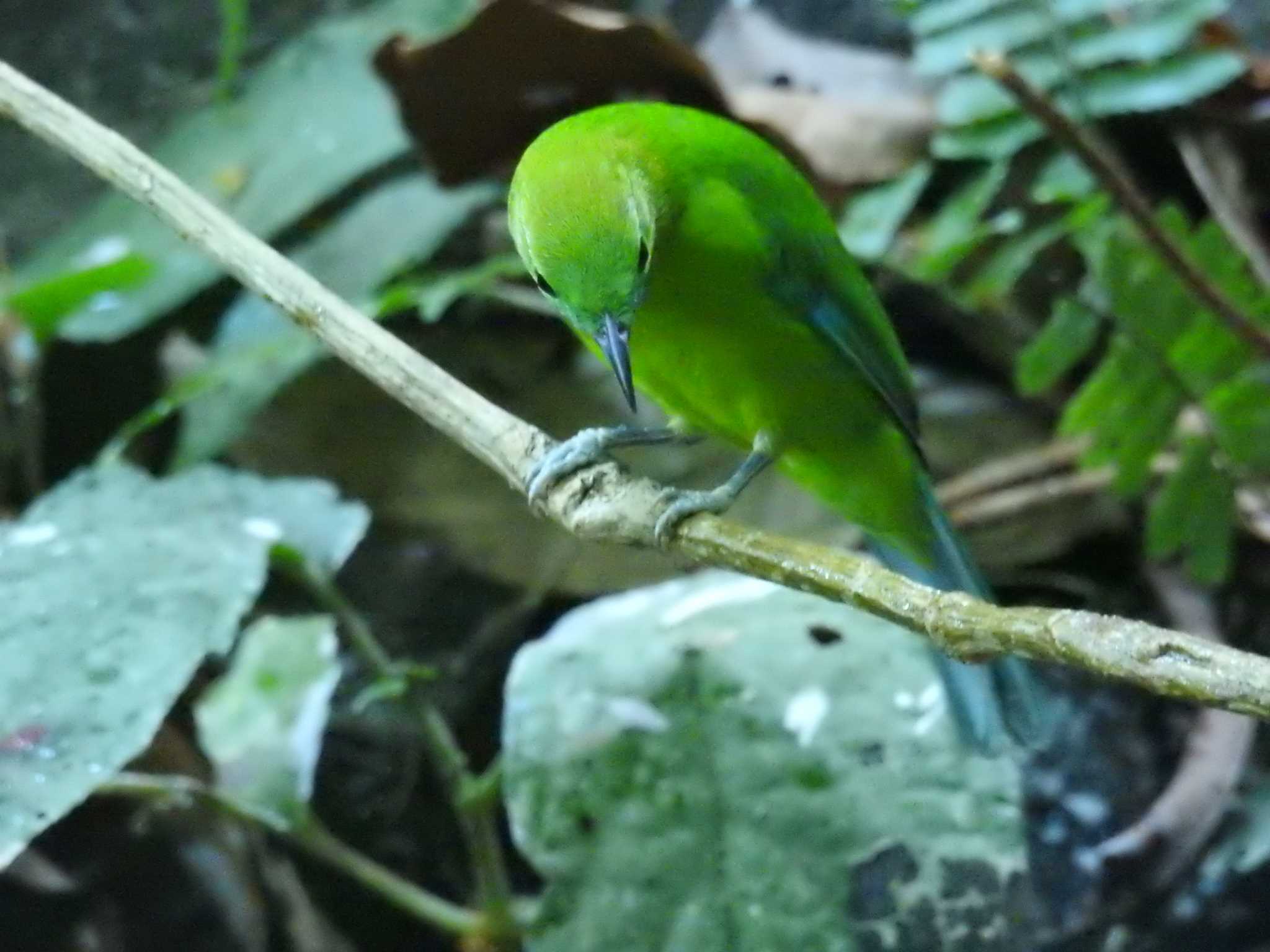 Photo of Blue-winged Leafbird at タイ南部 by でみこ