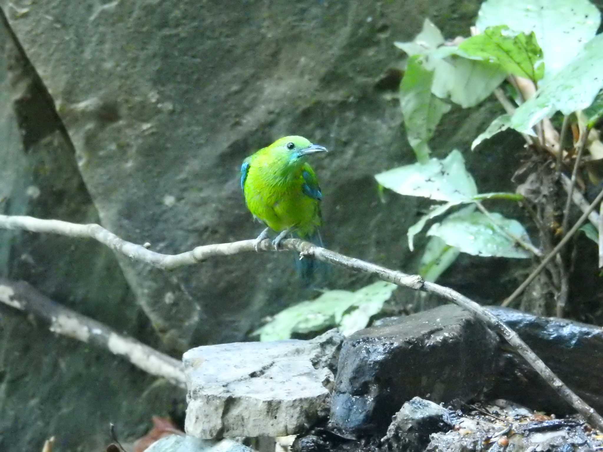 Photo of Blue-winged Leafbird at タイ南部 by でみこ