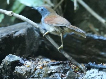 Chestnut-winged Babbler