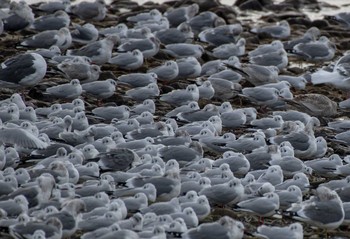 セグロカモメ 愛知県吉良漁港 2019年2月23日(土)