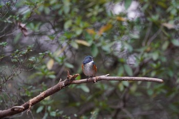 Red-flanked Bluetail 東京都多摩地域 Sun, 3/10/2019