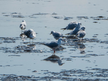 ユリカモメ 葛西臨海公園 2019年3月9日(土)