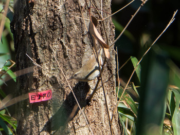 ウグイス 葛西臨海公園 2019年3月9日(土)