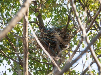 2019年3月9日(土) 葛西臨海公園の野鳥観察記録