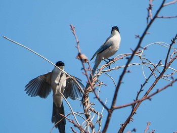 オナガ 葛西臨海公園 2019年3月9日(土)