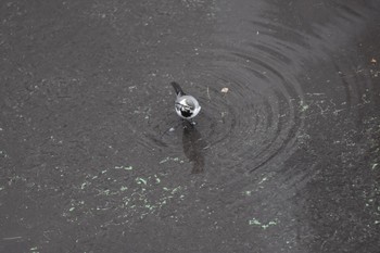 2017年11月18日(土) 東京都文京区の野鳥観察記録