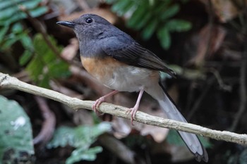 アカハラシキチョウ タイ南部 2019年2月21日(木)