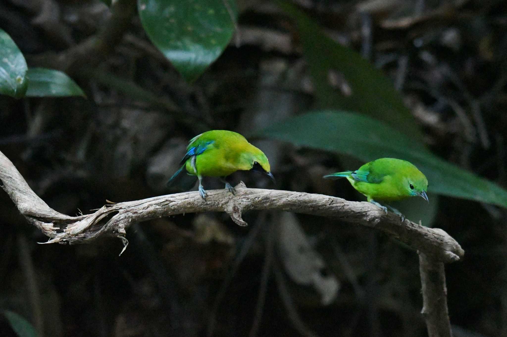 Photo of Blue-winged Leafbird at タイ by あひる