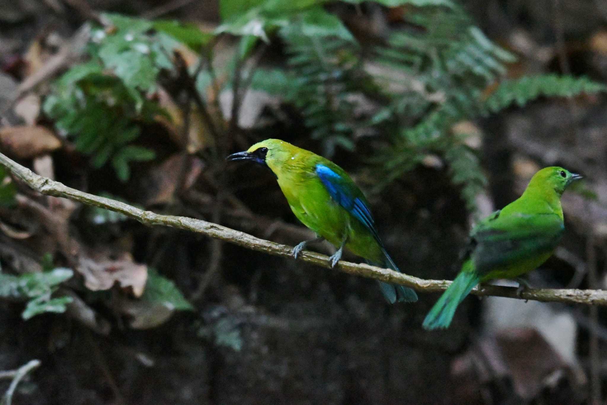 Photo of Blue-winged Leafbird at タイ by あひる