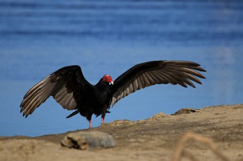 ヒメコンドル San Jose Estuary(Mexico) 2018年12月27日(木)