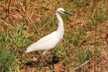 2019年3月9日(土) 三ツ池公園(横浜市鶴見区)の野鳥観察記録