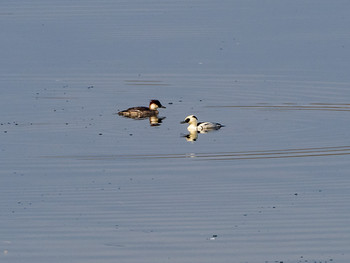 Red-breasted Merganser Osaka Nanko Bird Sanctuary Tue, 3/12/2019