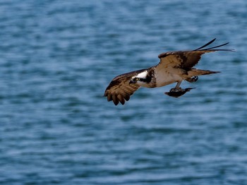 Osprey Osaka Nanko Bird Sanctuary Tue, 3/12/2019