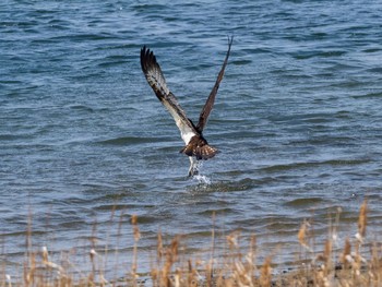 ミサゴ 大阪南港野鳥園 2019年3月12日(火)