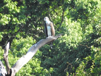 2019年2月22日(金) タイ南部の野鳥観察記録