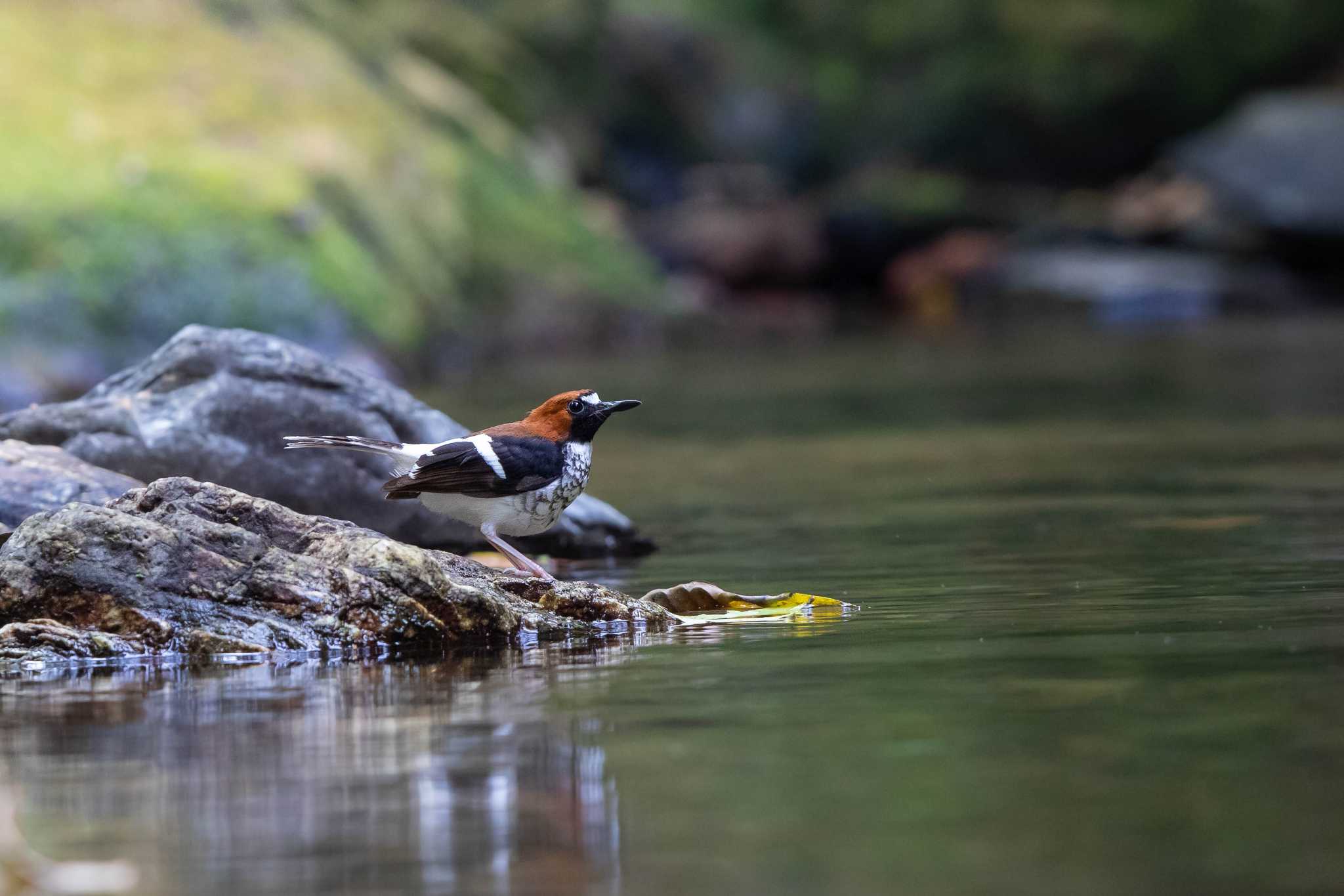 Chestnut-naped Forktail