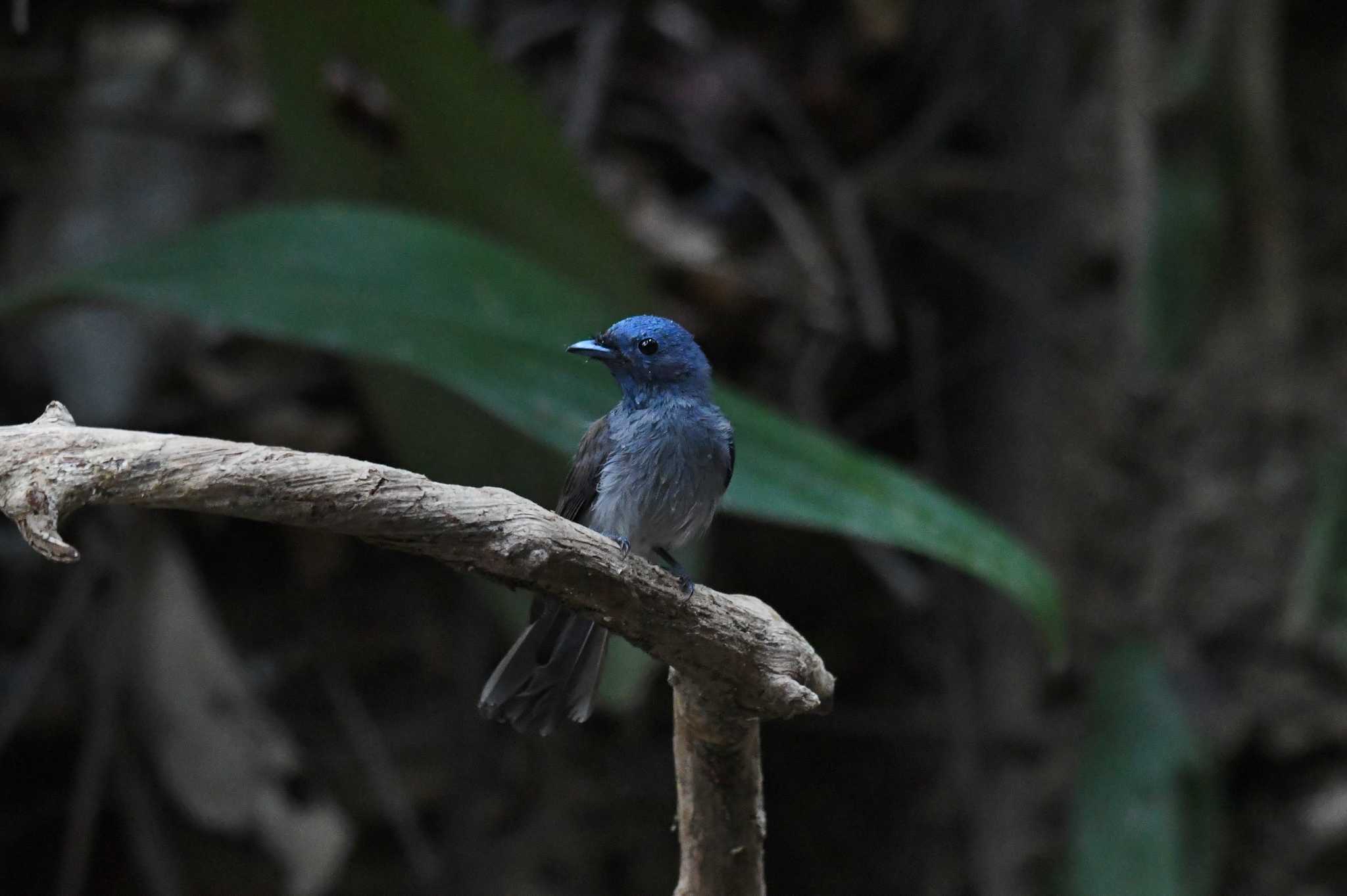 Photo of Black-naped Monarch at タイ by あひる