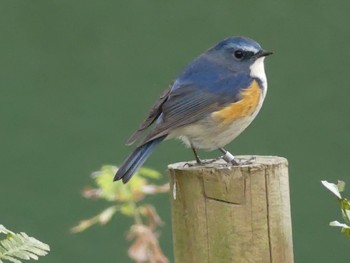 Red-flanked Bluetail 東山動物園 Tue, 3/12/2019