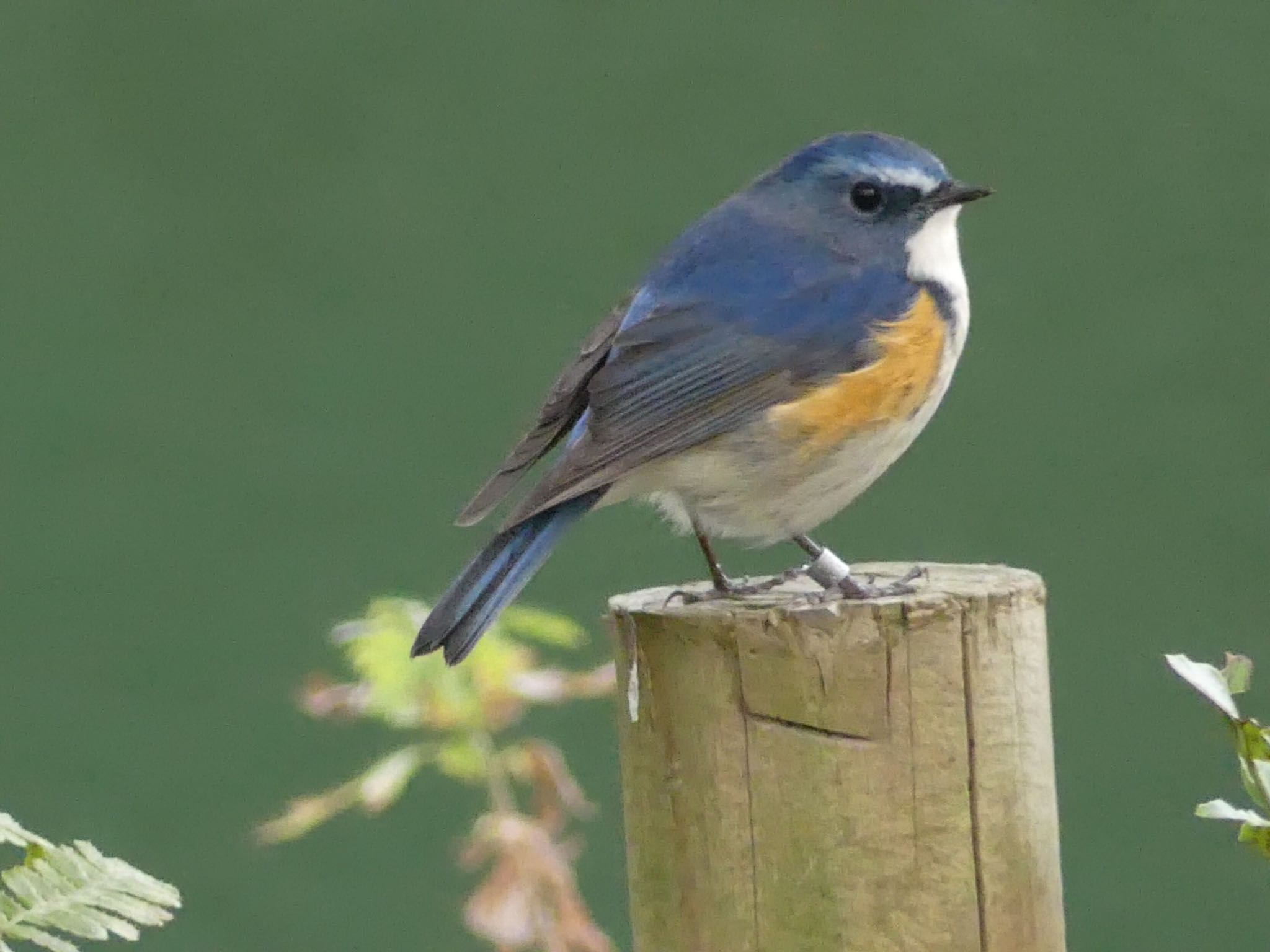 Photo of Red-flanked Bluetail at 東山動物園 by azukimikan