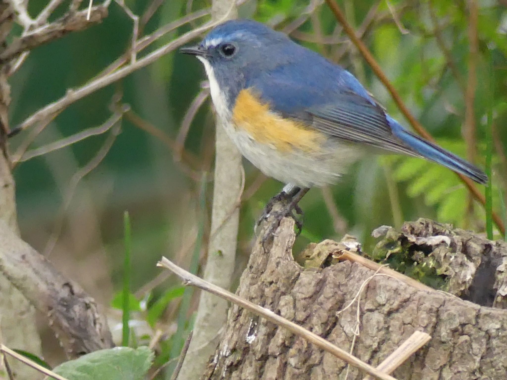 Photo of Red-flanked Bluetail at 東山動物園 by azukimikan