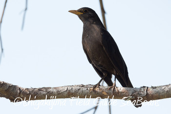 Chinese Blackbird Ishigaki Island Tue, 3/12/2019