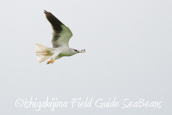 カタグロトビ 石垣島 2019年3月12日(火)