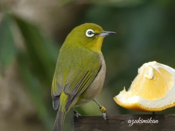 Warbling White-eye 東山動物園 Tue, 3/12/2019