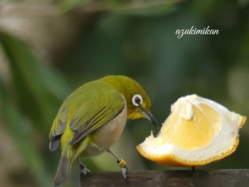 Warbling White-eye 東山動物園 Tue, 3/12/2019