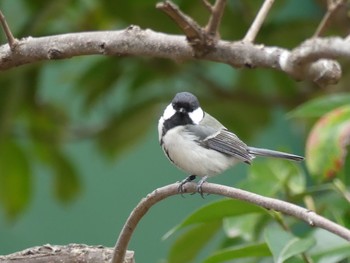 Japanese Tit 東山動物園 Tue, 3/12/2019