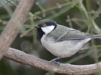 Japanese Tit 東山動物園 Tue, 3/12/2019