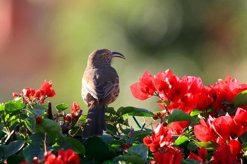 Grey Thrasher Pedregal Park(Mexico) Tue, 12/25/2018