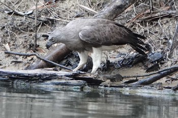 Lesser Fish Eagle Khao Sok NP Fri, 2/22/2019