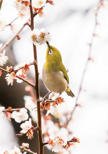 メジロ 芦城公園 2019年3月1日(金)