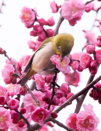 31年3月10日(月) 芦城公園の野鳥観察記録