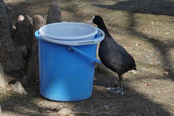 2019年3月13日(水) 昆陽池の野鳥観察記録