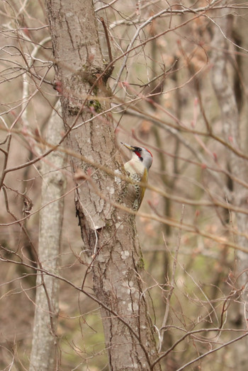 2019年3月10日(日) 舞岡公園の野鳥観察記録