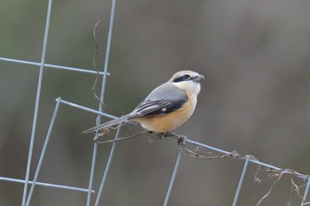 2019年3月13日(水) 三重県上野森林公園の野鳥観察記録