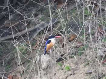 2019年2月23日(土) タイ南部の野鳥観察記録