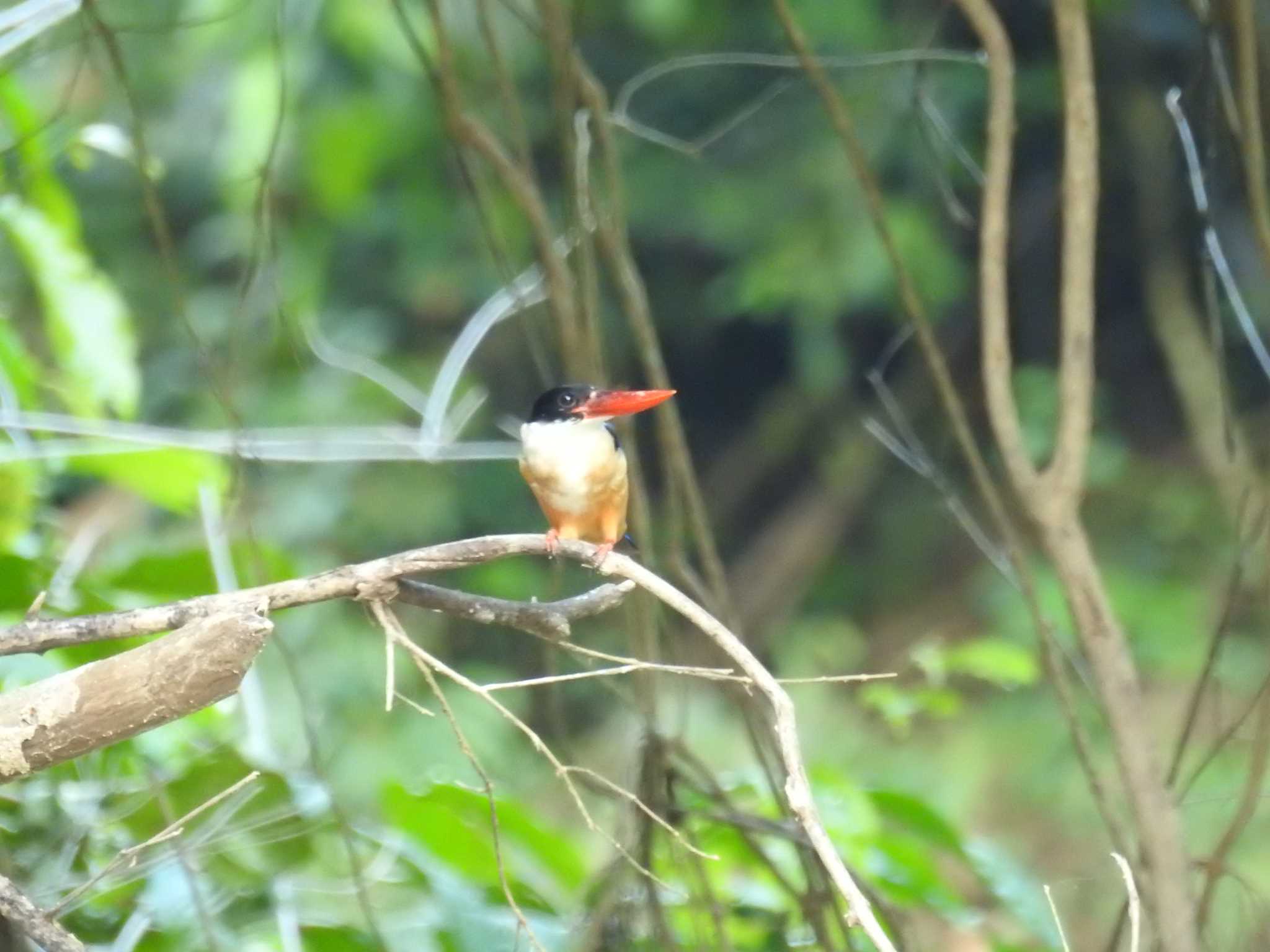 Photo of Black-capped Kingfisher at タイ南部 by でみこ