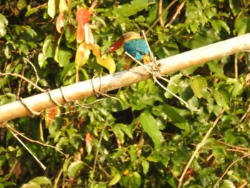 Stork-billed Kingfisher