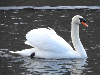 Mute Swan 名古屋城 Wed, 3/13/2019