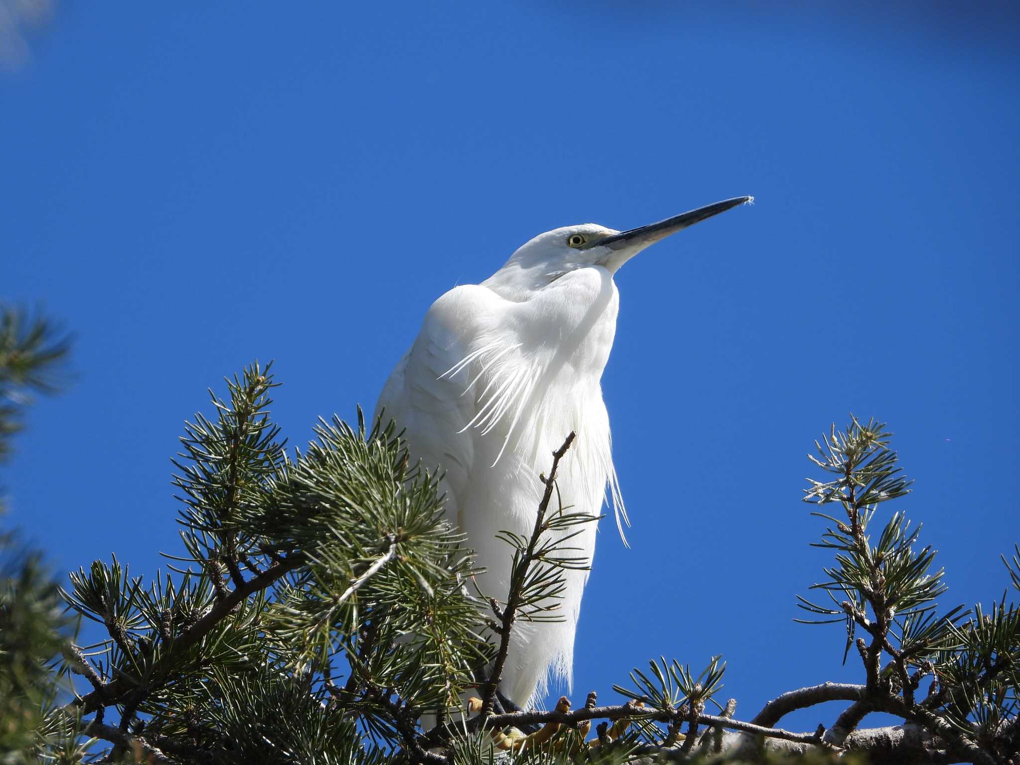Photo of Little Egret at 名城公園 by ひなそら