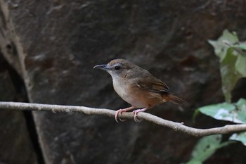 Abbott's Babbler タイ Thu, 2/21/2019