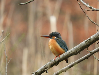 Common Kingfisher 川口市 Fri, 3/1/2019