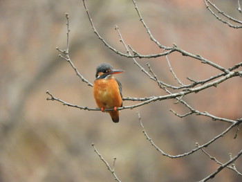 Common Kingfisher 川口市 Fri, 3/1/2019