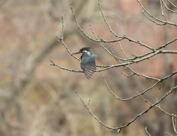 Common Kingfisher 川口市 Fri, 3/1/2019