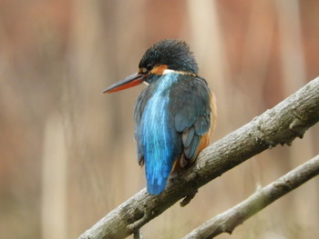 Common Kingfisher 川口市 Fri, 3/1/2019