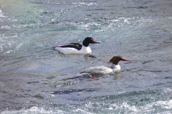 2019年3月13日(水) 日光の野鳥観察記録