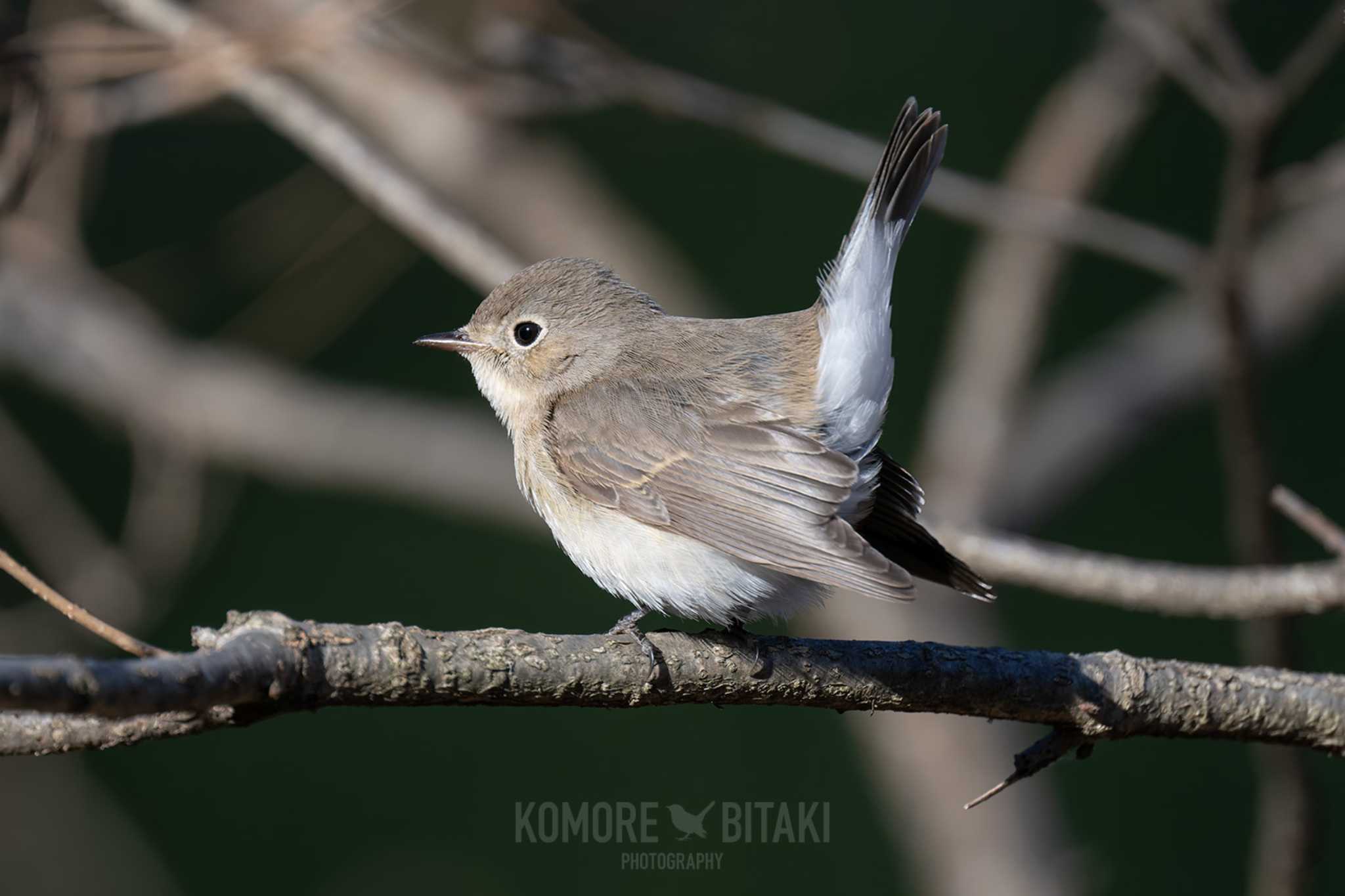 2025年1月1日(水) 清瀬金山緑地公園の野鳥観察記録 by 2025年1月1日(水) 清瀬金山緑地公園の野鳥観察記録 by